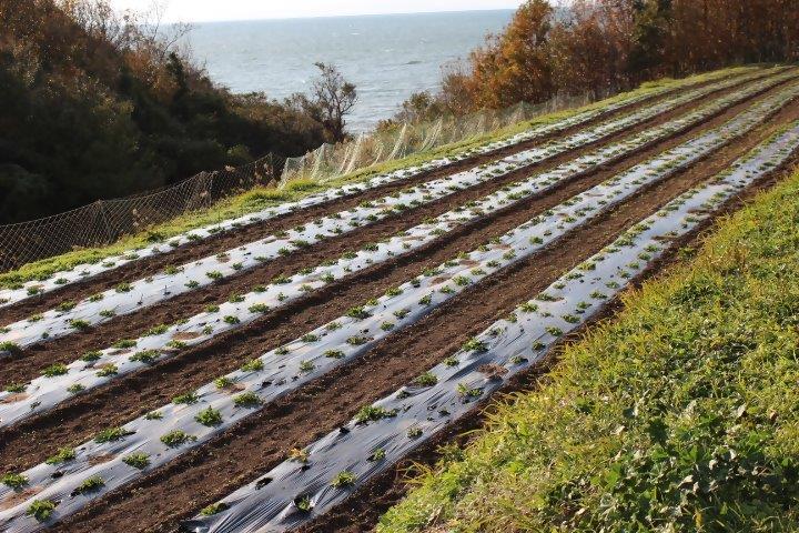 香々地長命草（ボタンボウフウ）の画像2