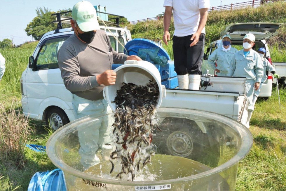 桂川で稚魚の放流が行われました（●▲■全角スペース禁止：スマホで体裁が崩れるため使用しないで下さい●▲■●▲■●▲■●▲■●▲■●▲■●▲■●▲■●▲■●▲■●▲■●▲■●▲■●▲■）－桂川漁業協同組合－の画像4