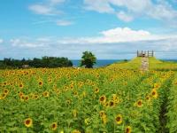 長崎鼻リゾートキャンプ場 / 花とアートの岬「長崎鼻」の画像1