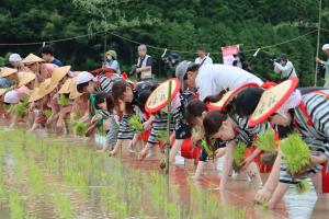 田植え