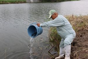 あゆを放流している写真