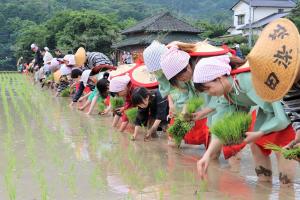 手植えの田植えの様子