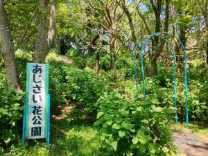長崎鼻のアジサイの様子　1枚目