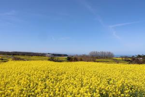 長崎鼻菜の花フェスタの画像