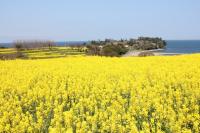 国土交通省「手づくり郷土賞」伝達式　－花とアートの岬 長崎鼻が受賞－の画像1