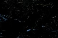 幻想的な”ホタル銀河”の光に包まれて　－ホタルの夕べ－の画像1