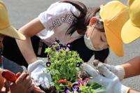 優しさ、育てよう　～「人権の花運動」花植え集会～の画像1