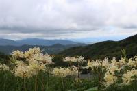  赤・白・黄の彼岸花が見頃です　～花の寺「長安寺」～の画像1