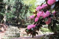 シャクナゲが咲き始めました　＝花の寺「長安寺」＝の画像1